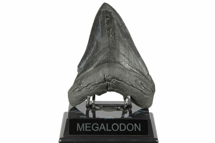 Bargain, 5.43" Fossil Megalodon Tooth - South Carolina
